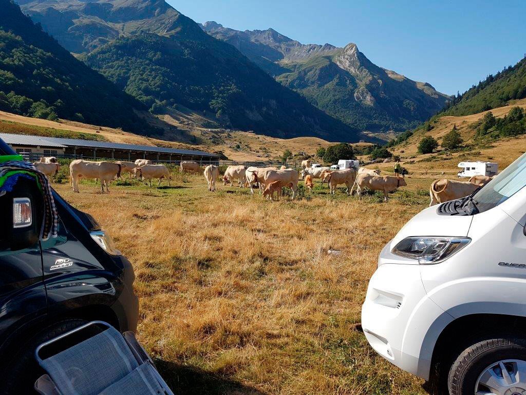 vacas en el valle de Ossau con autocaravana en primer plano